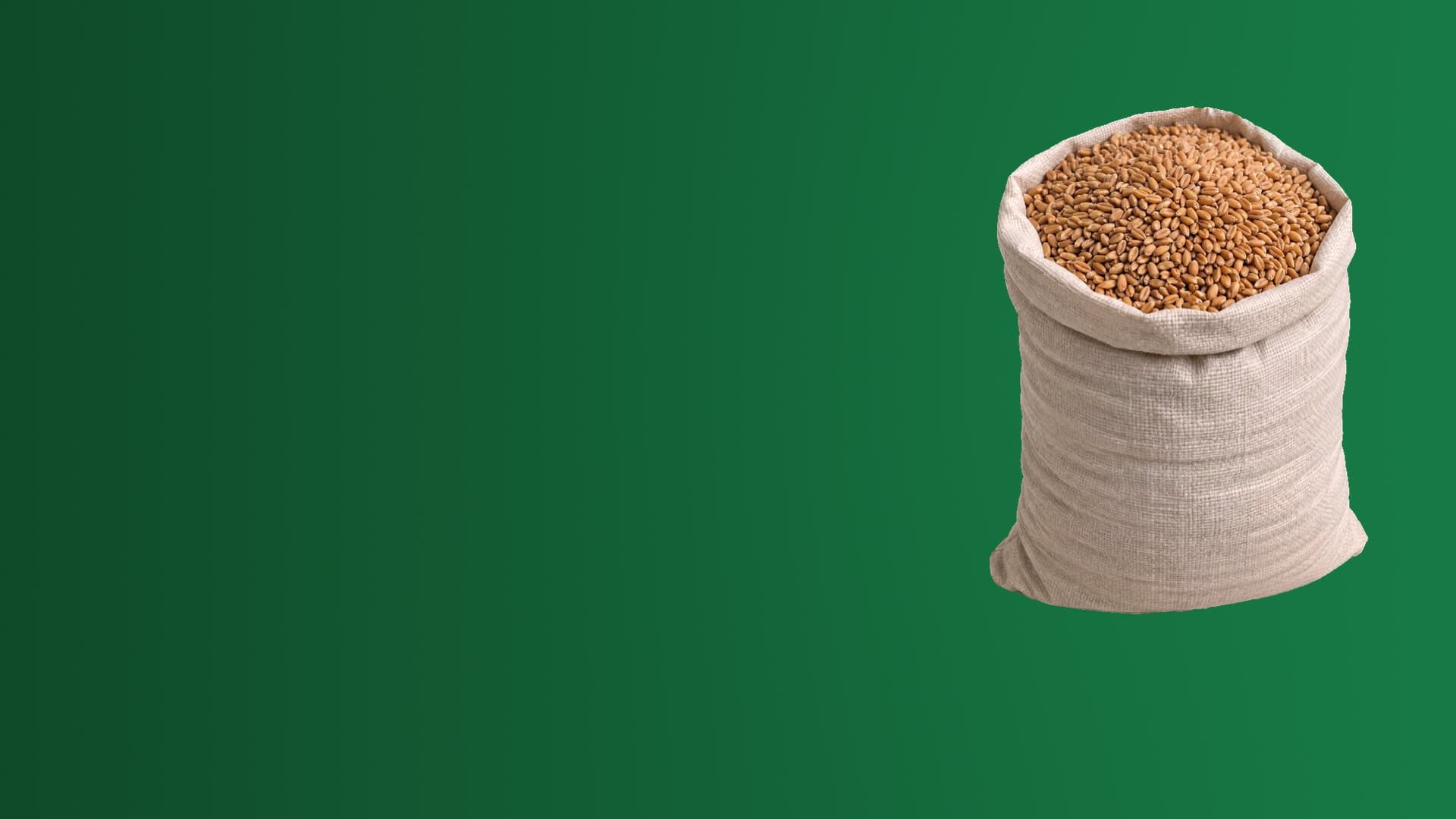 جوال من حبوب القمح